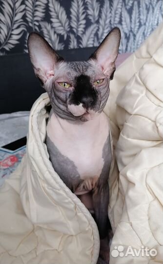 Канадский сфинкс вязка