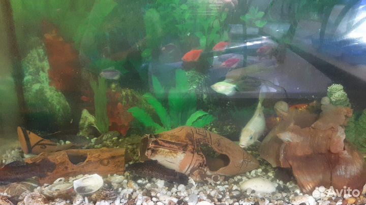 Аквариум