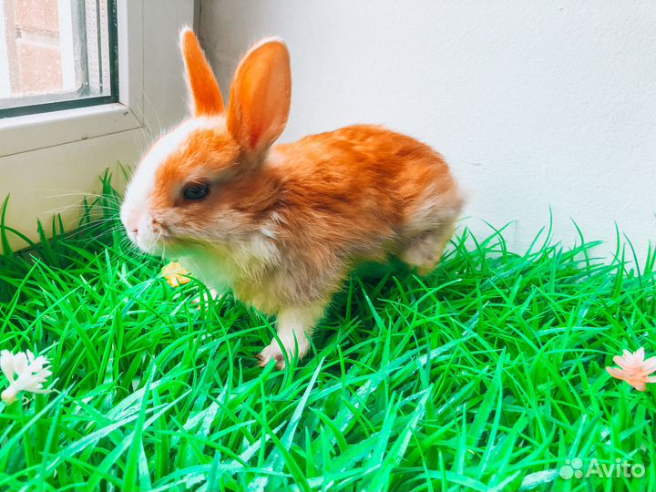 Карликовый кролик - размером с ладонь
