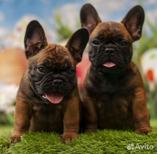 Бульдожата