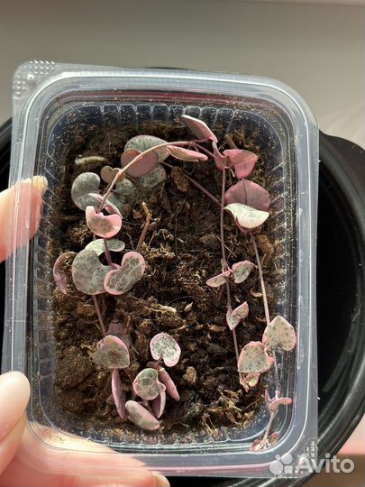 Церопегия вуда вариегатная