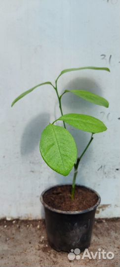 Цитрусы привитые на сортовых лимонах, лаймах