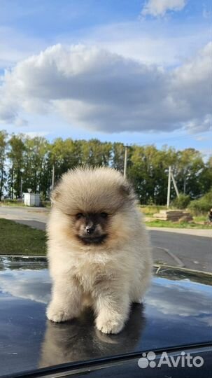 Щенки породы шпиц