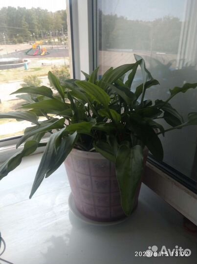 Комнатные растения