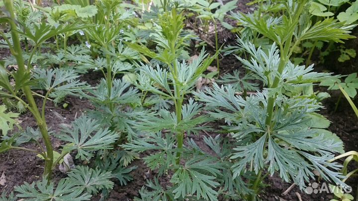 Горянка, черемша, аконит, синюха, сныть пестр.,зол