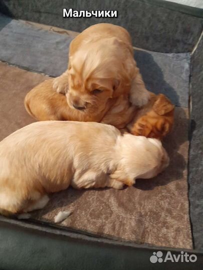 Кокер спаниель