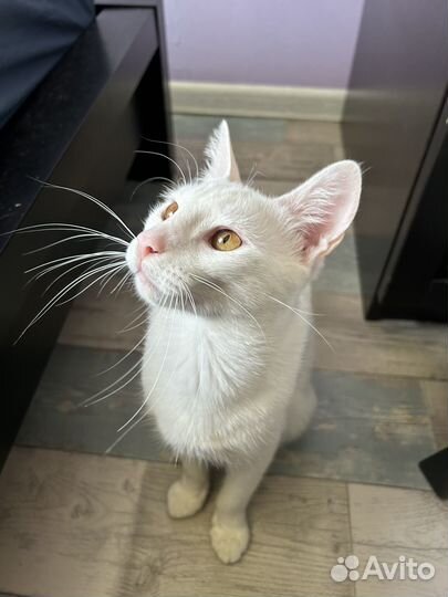 Большой, красивый и бездомный кот ищет дом