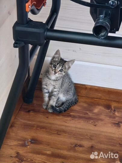 Ласковые и нежные котята