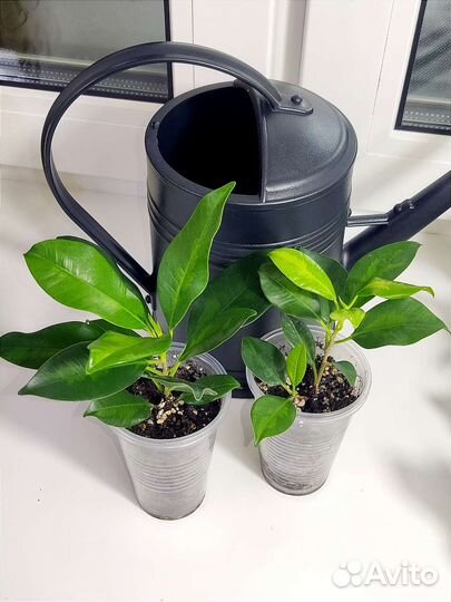 Сортовые фикусы