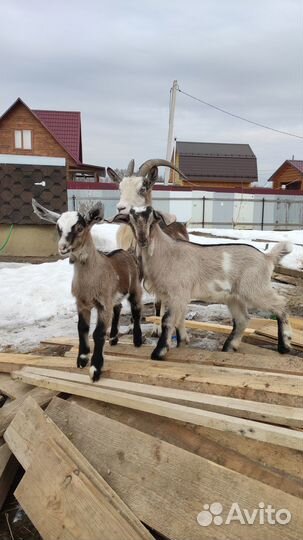 Коза дойная и дочка