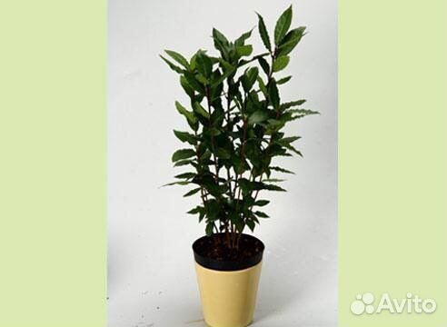 Лавр благородный