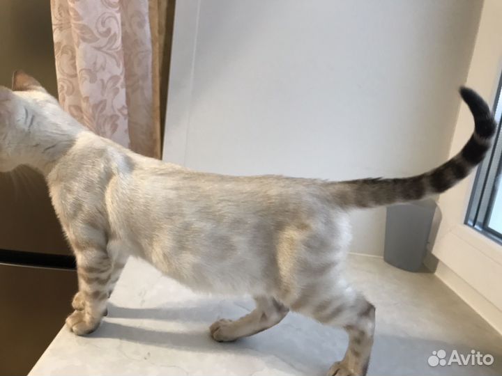 Бенгальский кот
