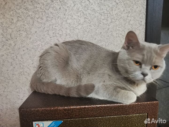 Британская кошка
