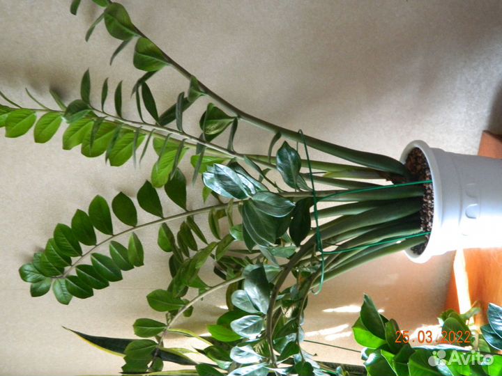 Замиокулькас-долларовое дерево