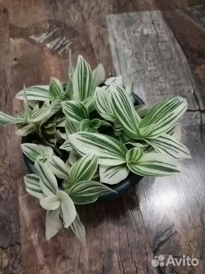 Комнатные растения цветы