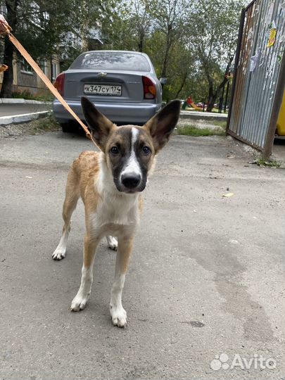 Молодая собака в добрые руки