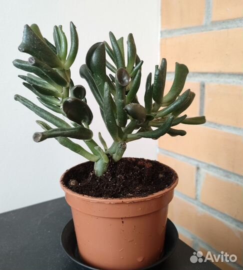 Крассула Хоббит, Алоэ пёстрое суккуленты