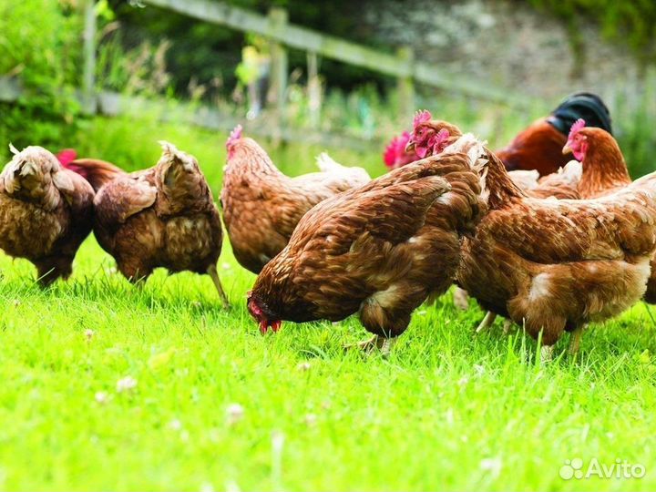 Куры несушки