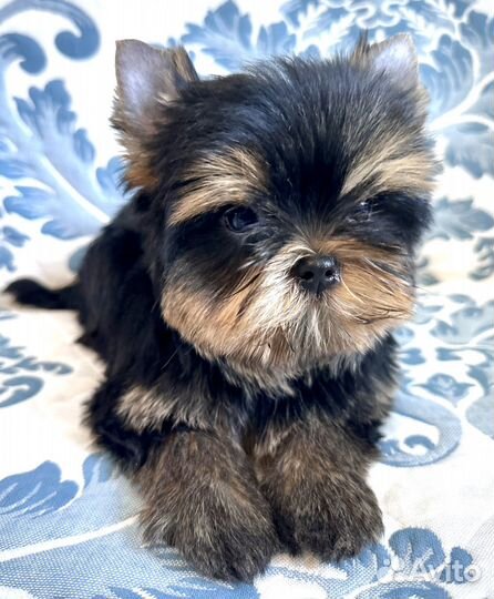 Йоркширский терьер