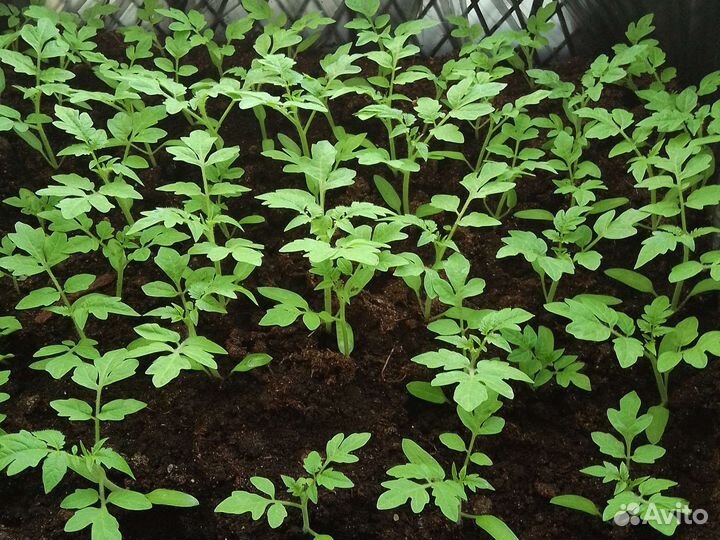 Рассада помидоров томатов