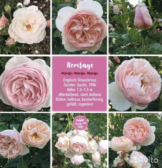 Английские сорта роз на осень 2023г