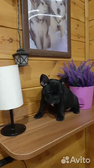 Французский бульдог щенки мини