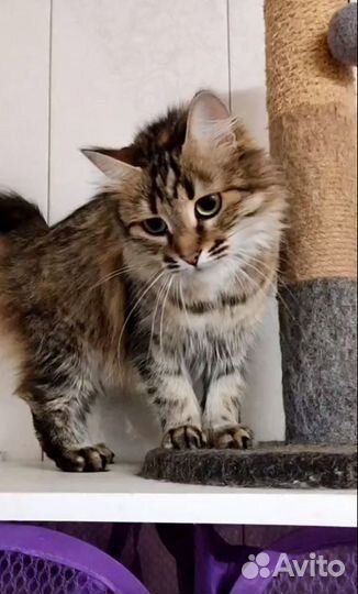 Ласковая Мия в хорошие руки, 3 года