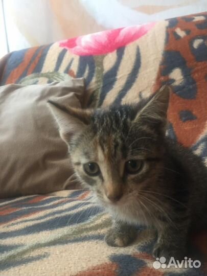 Котята в добрые руки приучены к лотку