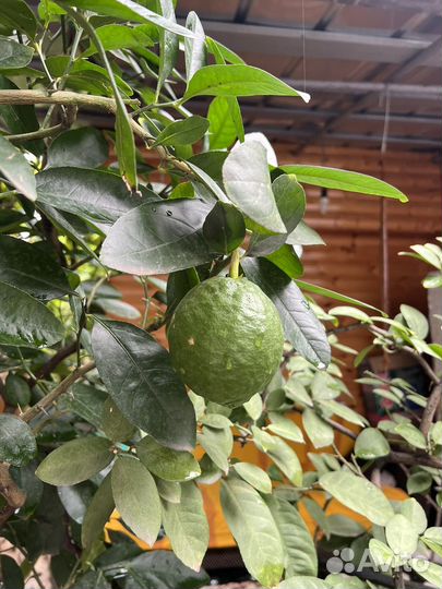 Лимонное дерево с плодами