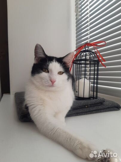 Кошки в добрые руки