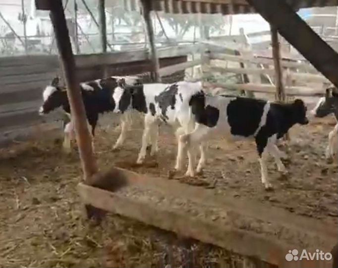 Бычки и телята