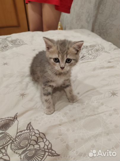 Отдам бесплатно котят