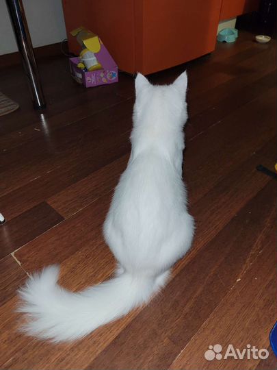 Кошка турецкая ангора