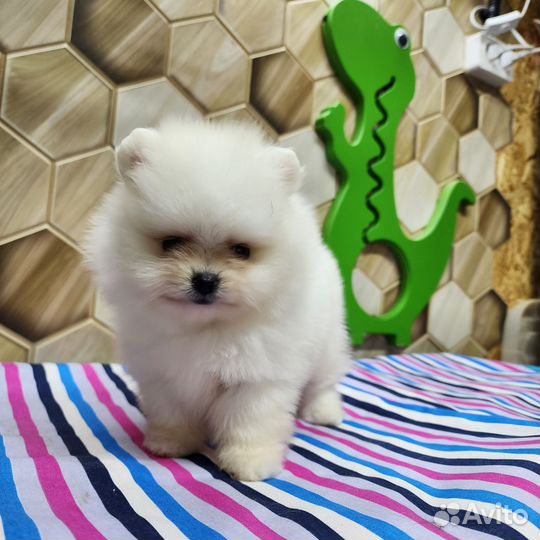 Померанский шпиц мини