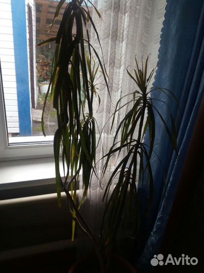 Драцена(пальма)