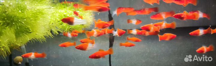 Меченосец Санта Клаус