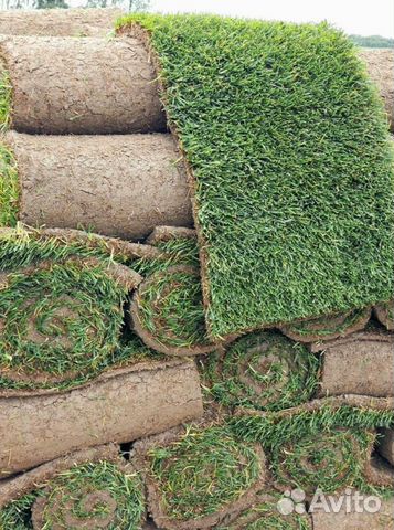 Рулонный газон