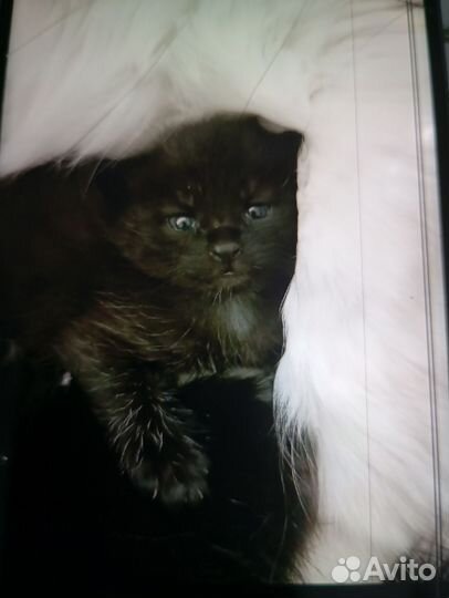 Котятки