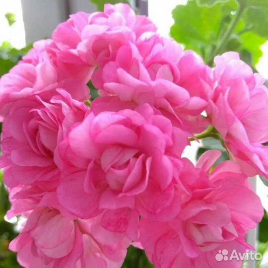 Пеларгония Australian Pink Rosebud