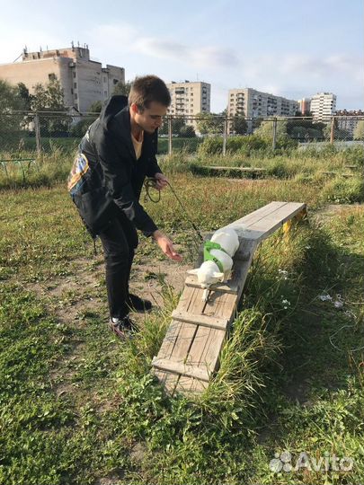 Дрессировка собак