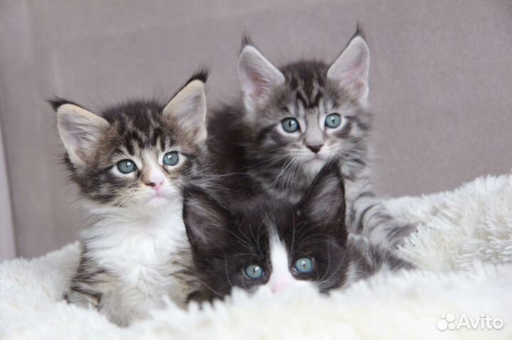 Детки -конфети котята мейн кун из питомника