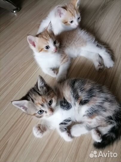 Котята мама британка