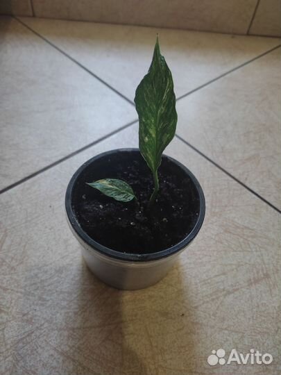 Спатифиллум даймонд