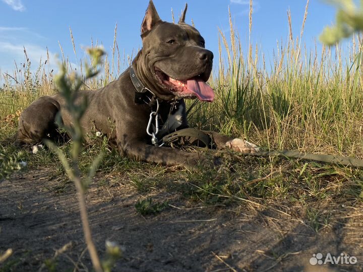 Голубой Амстафф Вязка