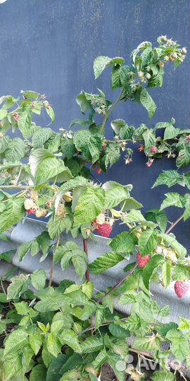 Малина сорт Карамелька