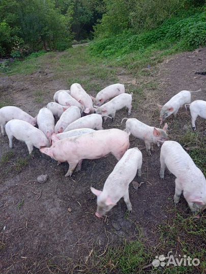 Поросята