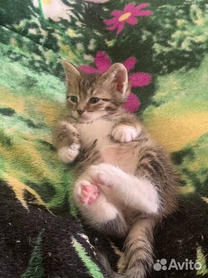 Отдам котят в добрые руки