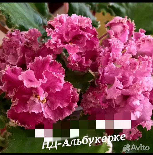 Детки сортовых фиалок