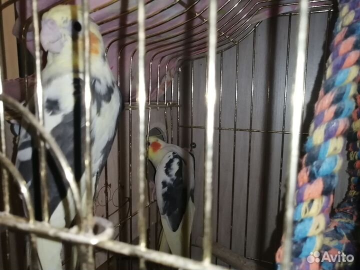 Попугай корелла