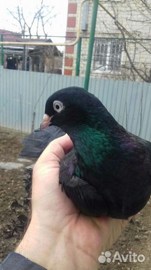 Белые голуби для свадеб и торжеств